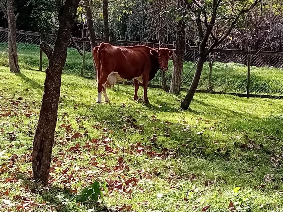 De vanzare vaca buna