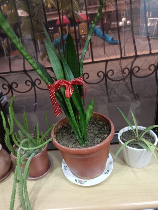 Продам цветы комнатные любой 25000 сум