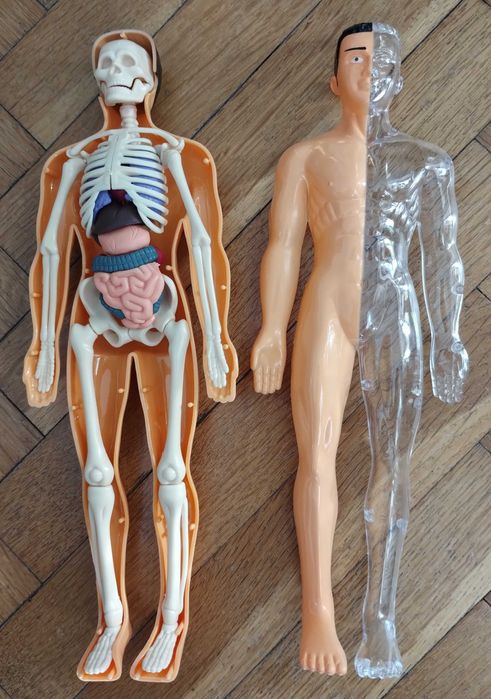 Образователна анатомична фигура - Човешко тяло 3D, 29.5см