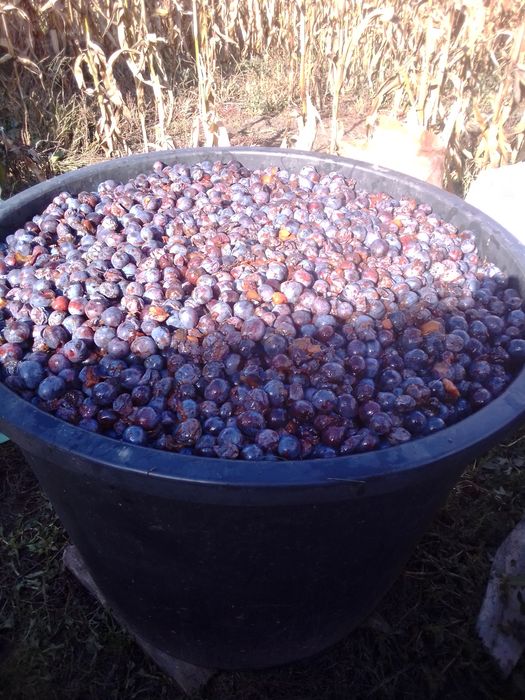Vând prune pentru țuică
