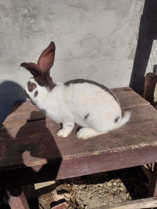 Disponibili 3 masculi fluture german 4 luni