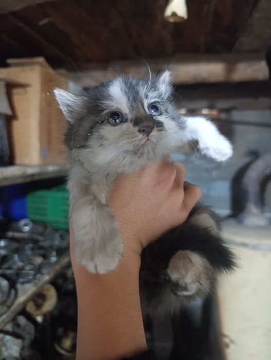 Котенок 1месячный