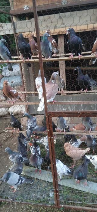 Vand porumbei voiajori colorati