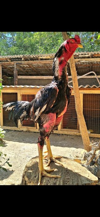 Продам бойцового петуха!