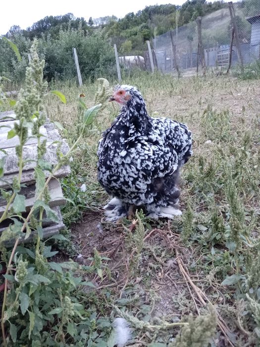 Vând găini de rasă cochinchină uriașă