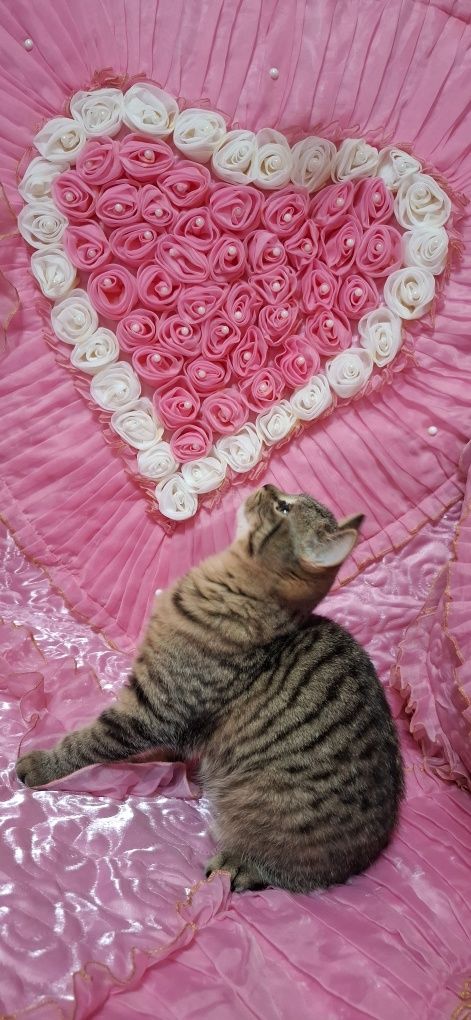 Продаётся котенок