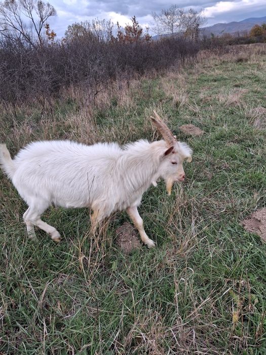 Țapi Saanen de vânzare!
Tineri, sănătoși – rasa Saanen.
1.000 lei/buc