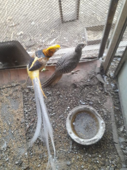 Декоративная птица