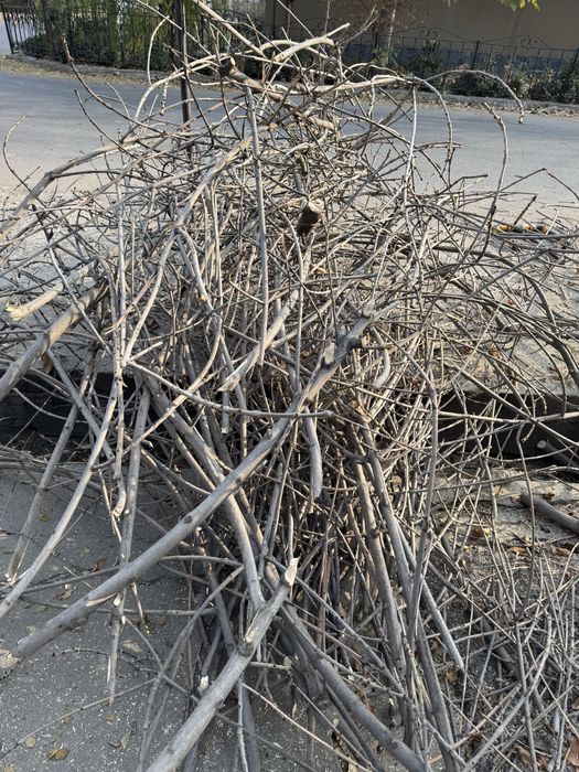 Ветки бесплатно, самовывоз!
