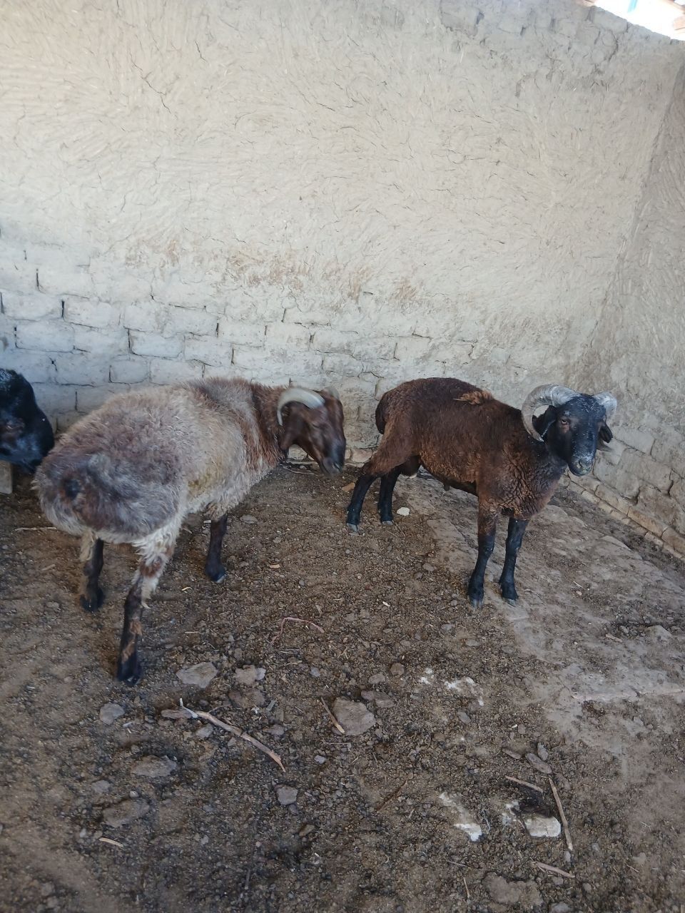 Navoiy Qo'chqorlar sotiladi. Suyib ham beriladi.