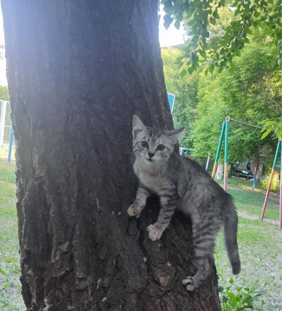 Котенок серенький, ласковый, девчонка