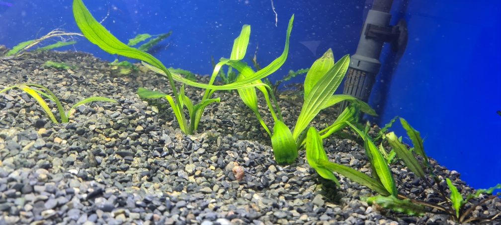 Продам аквариумные растения эхинодорус озирис