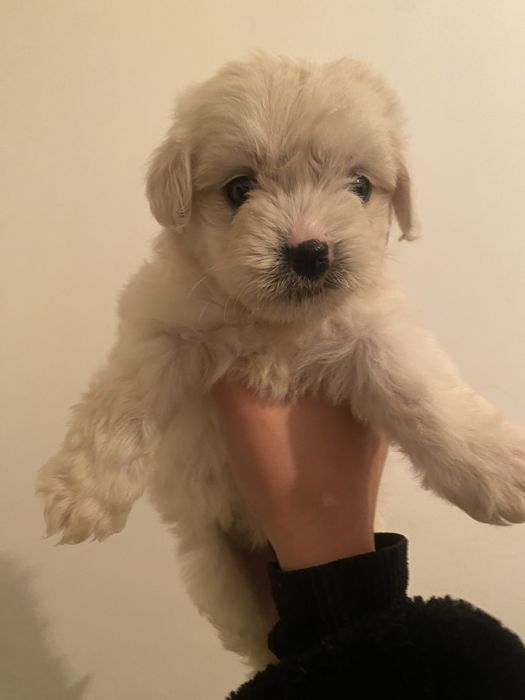 Adoptie Pui Caine