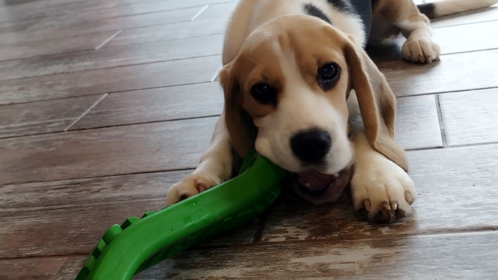 Fetita beagle cu pedigree