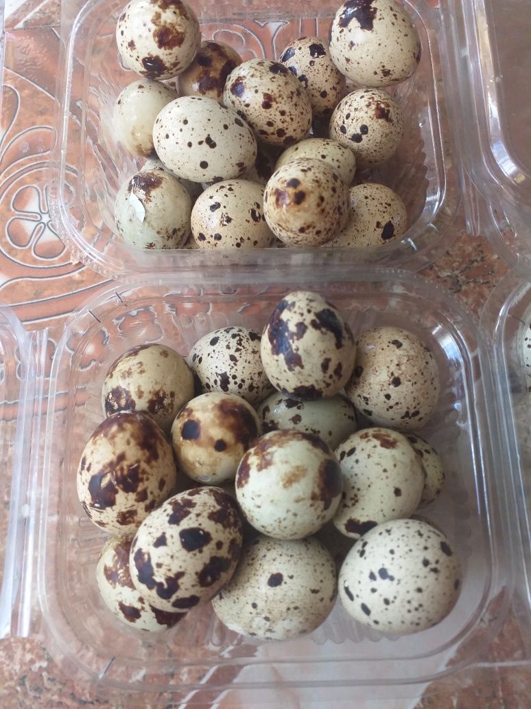 Vând ouă de prepelite pentru incubat si consum