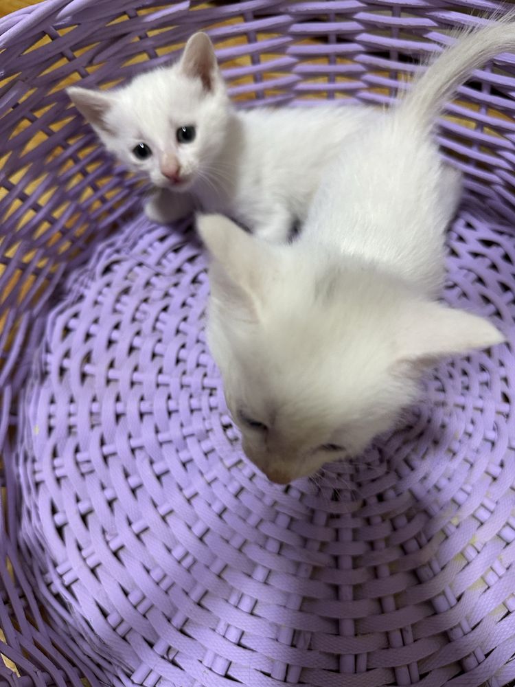 Котята даром в хорошие руки
