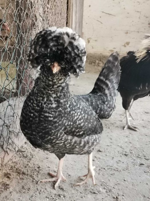 Puișori de diferite rase și vârste