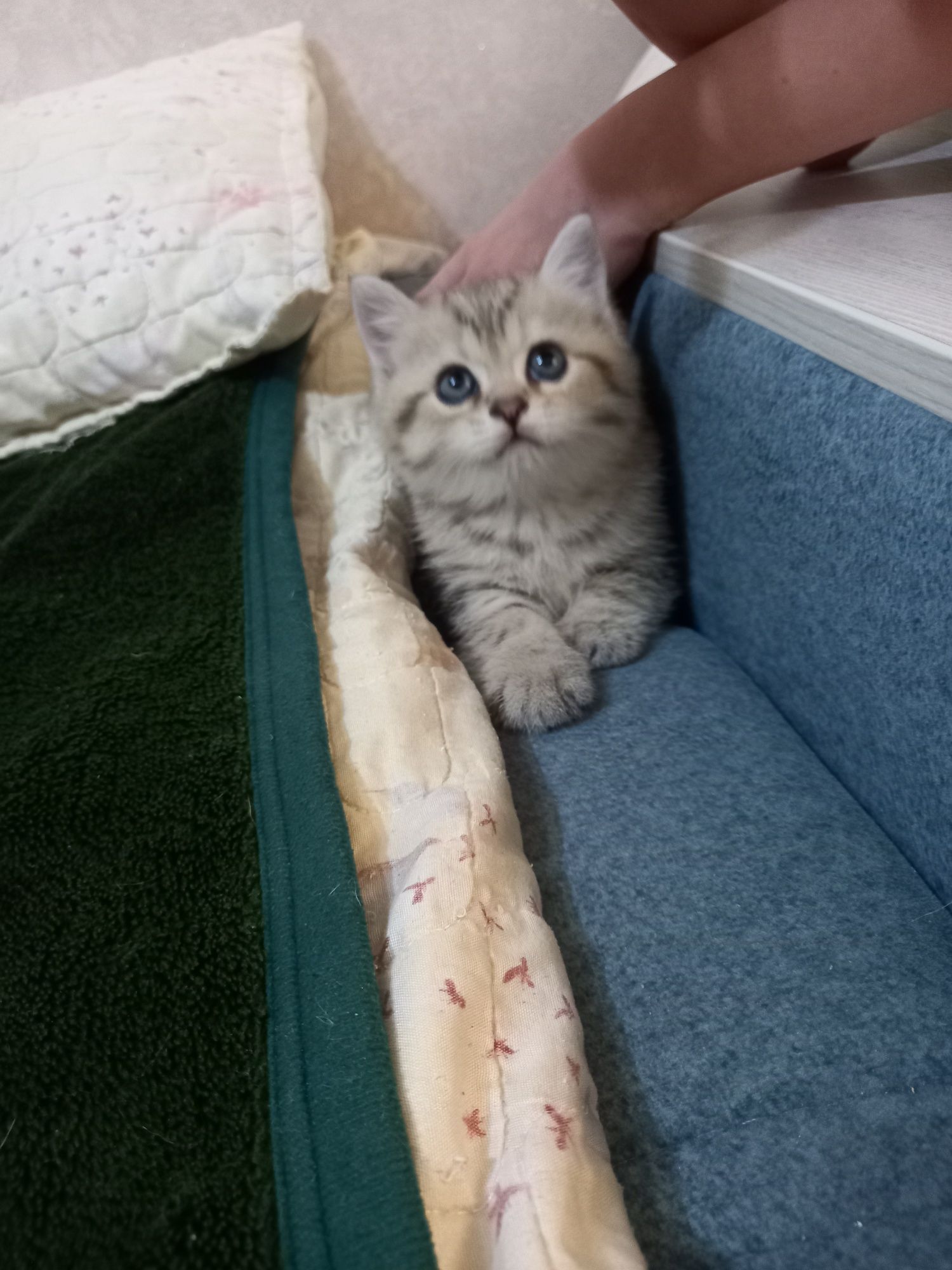 Продаются котята скоттиш фолд