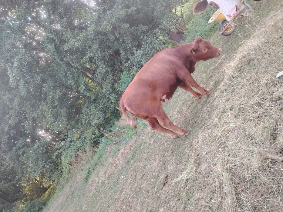 Vând junincă angus rosu