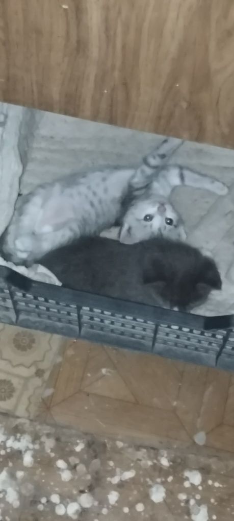 Отдам котят девочек в добрые руки (1 месяц, бесплатно)