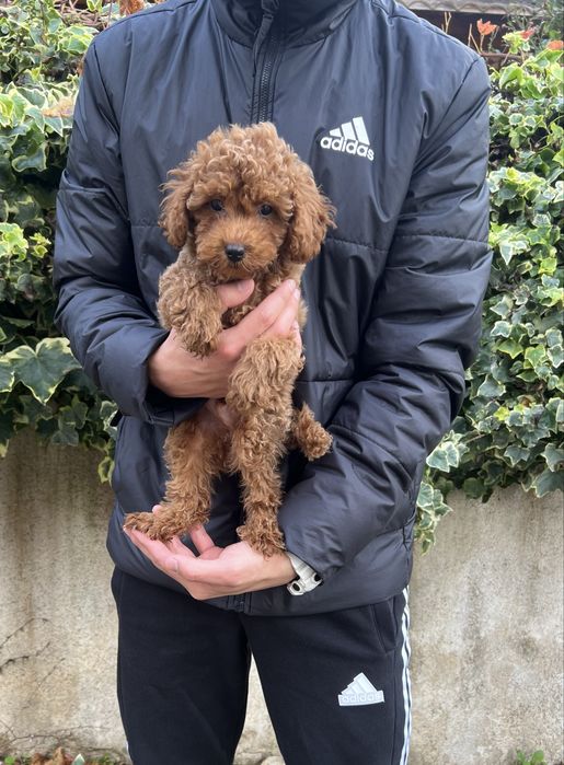 Той Пудел / Toy Poodle