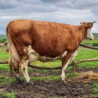 Vând vacă balțată românească cu o producție 30 litri de lapte pe zi