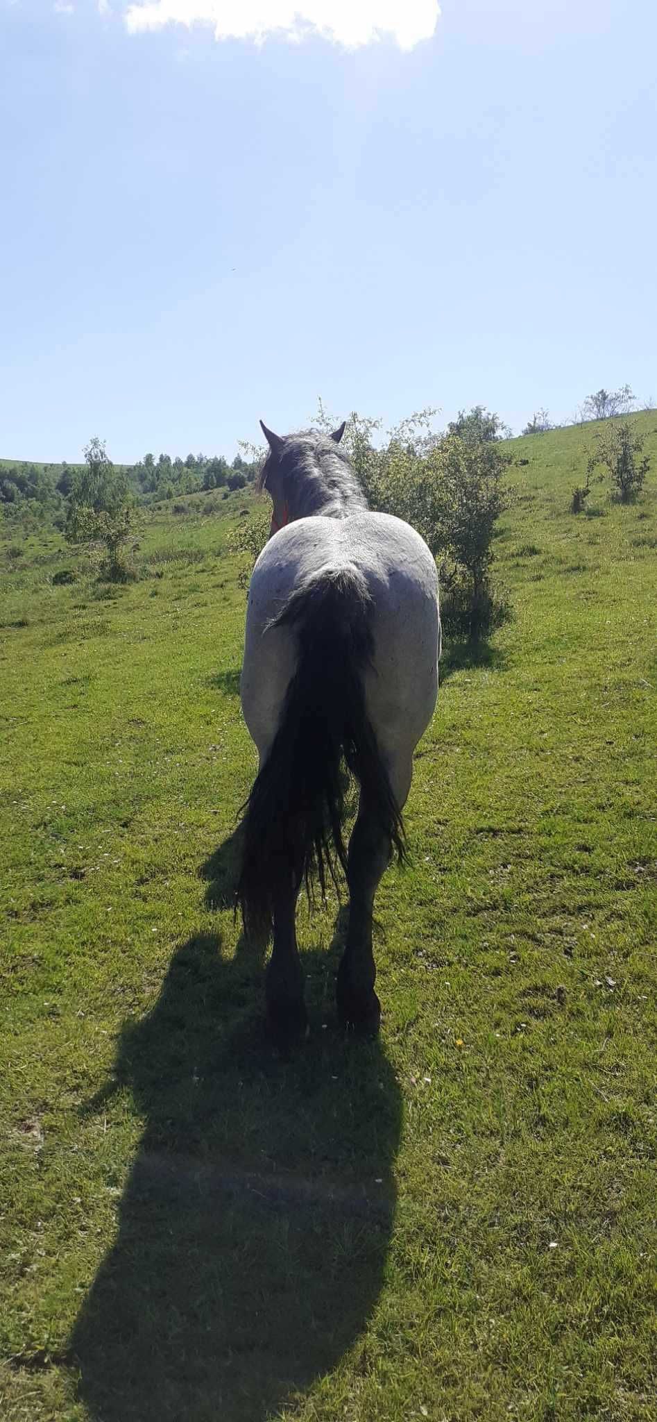 Vând mânz de 2 ani