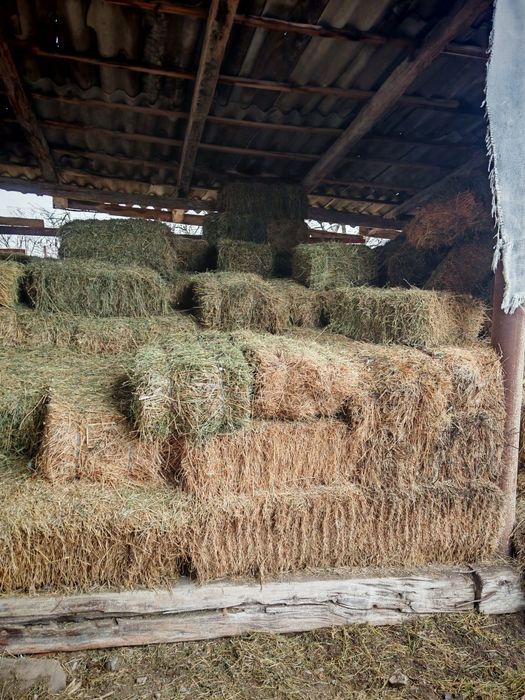 Baloti lucernă si Fân