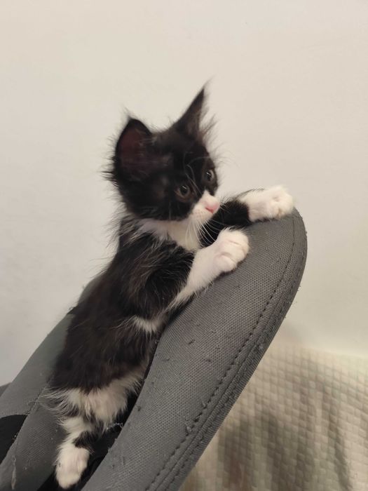 Котенце Пелмен търси дом