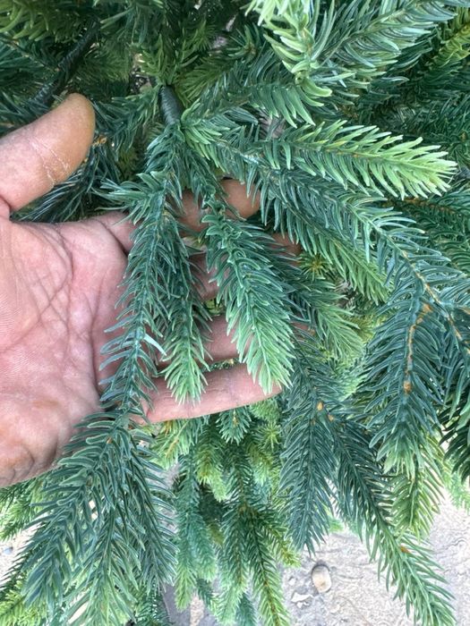 Гелевые ёлки новогодние. Арча