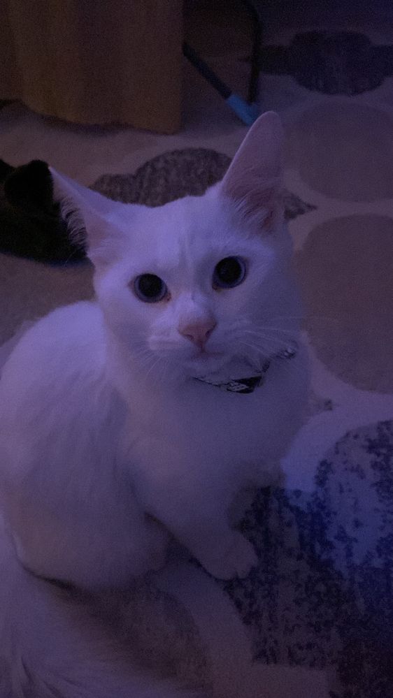 продается кошкаа