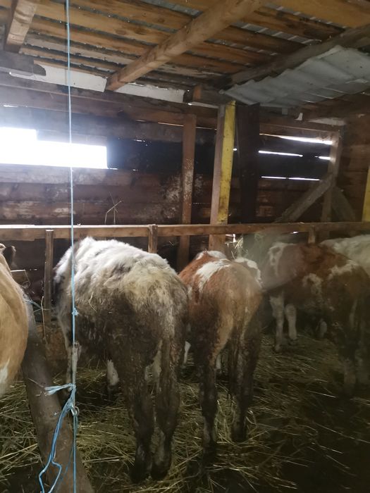 Vand 4 taurasi de rasa