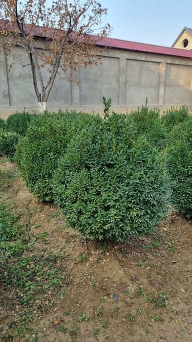 шамшод сотилади 6-7йилик