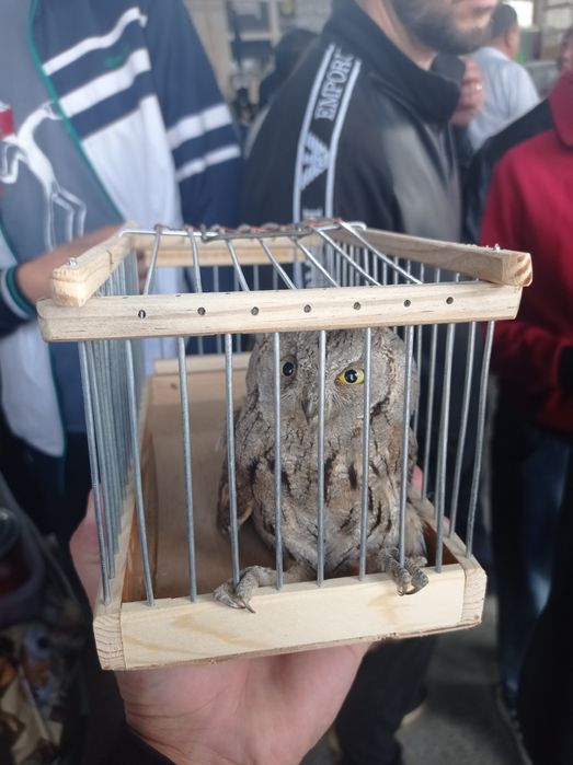 Qulga urgatilgan Buyug'li Uki bolasi