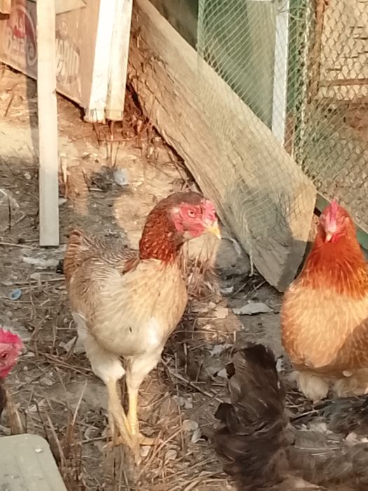 Дакан 5та зотли даканла