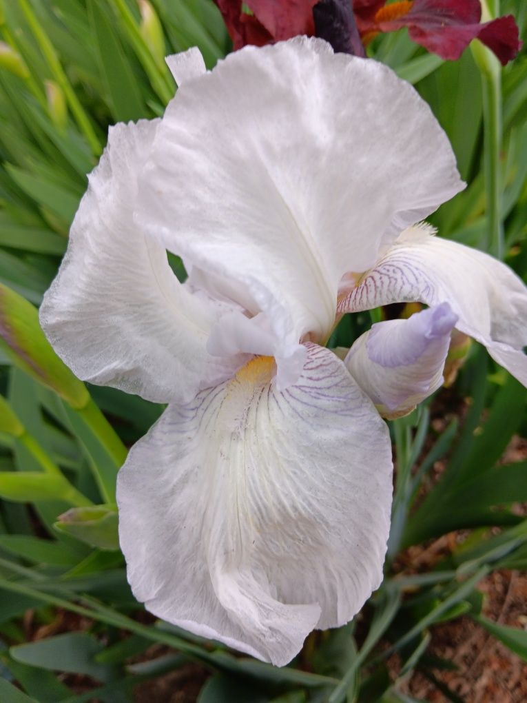 Canna indica irisi culori deosebite