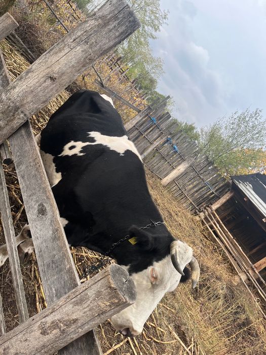 Vând vaca și vițel Holstain