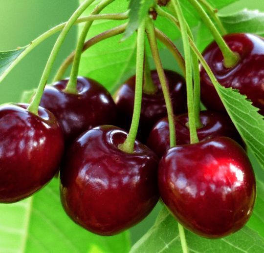 Pomi Fructiferi Glia strămoșească (Soiuri de Cireș )