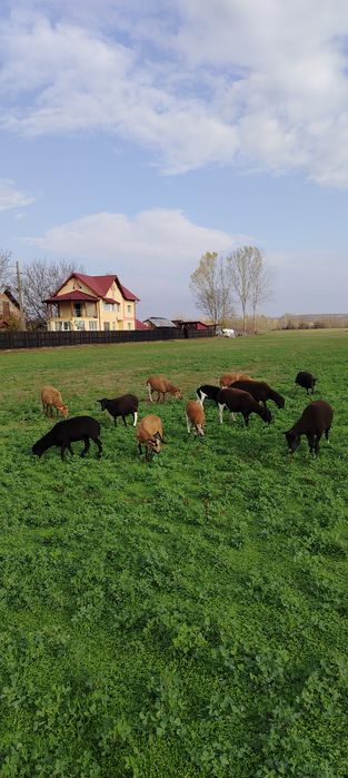 Vind oi de carne, preț ușor negociabil