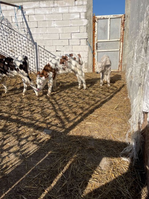 Aduc viței mici pe comandă asigură transport în toată România