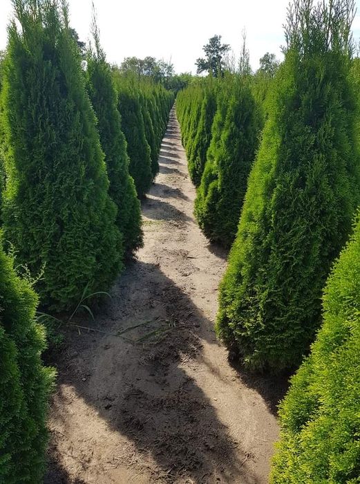 Plante ornamentale