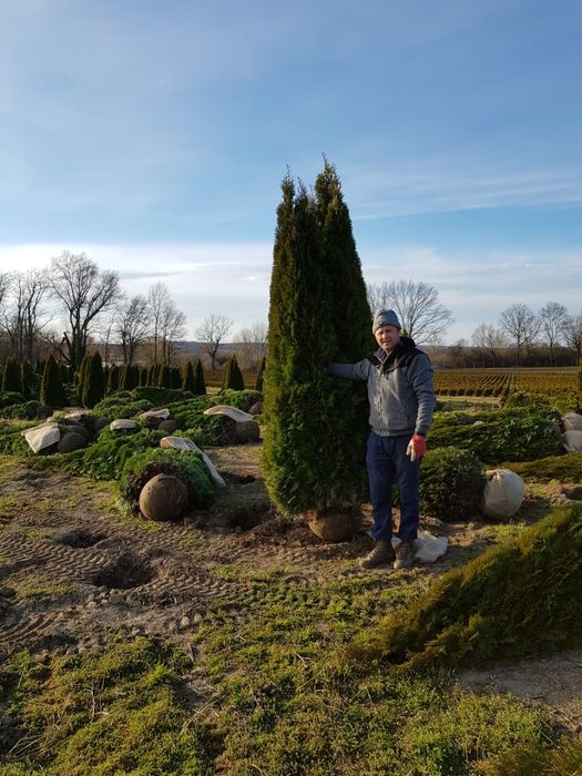 Tuia cu dimensiuni de la 1.20m pana la 3m