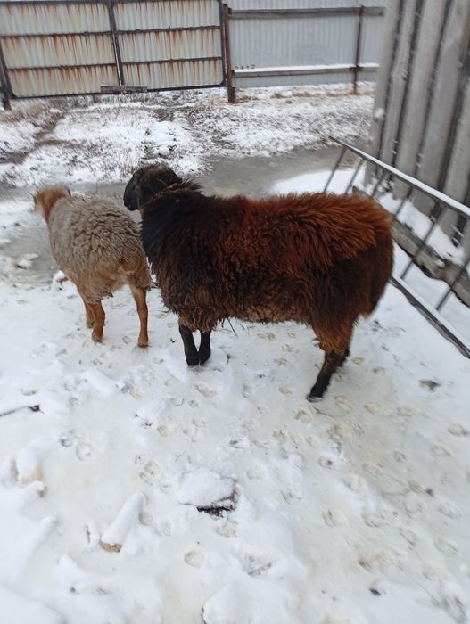 Продам курдючного барана производителя