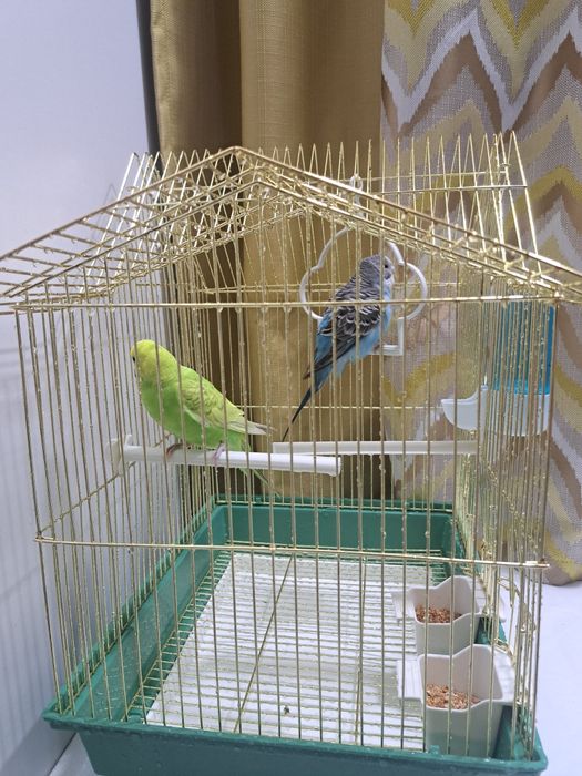 Продаю срочно попугай