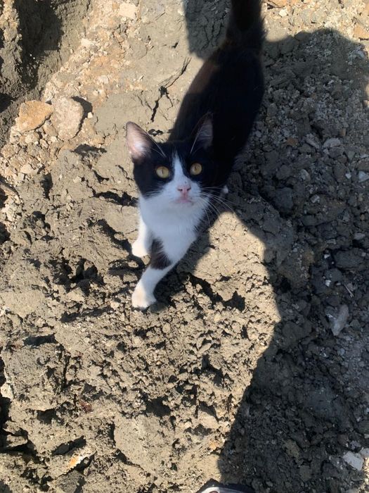 Отдам котика в добрые руки