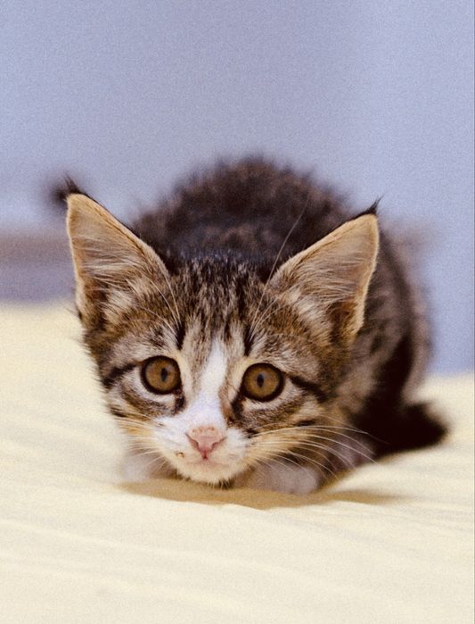 Отдам котенка, девочка 2 мес, окрас Табби