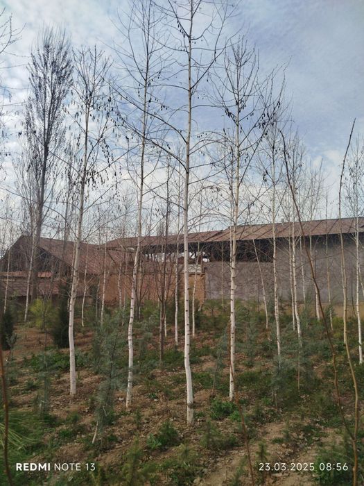 Beryoza sotiladi (oq qayin)