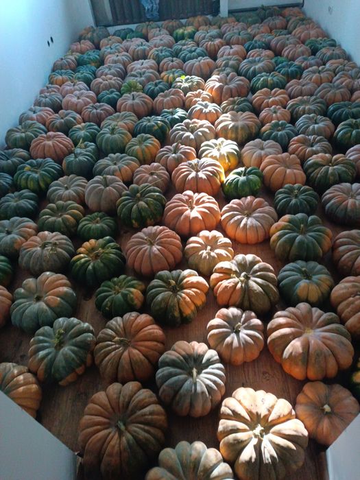 Тиква сладкая Аскабак