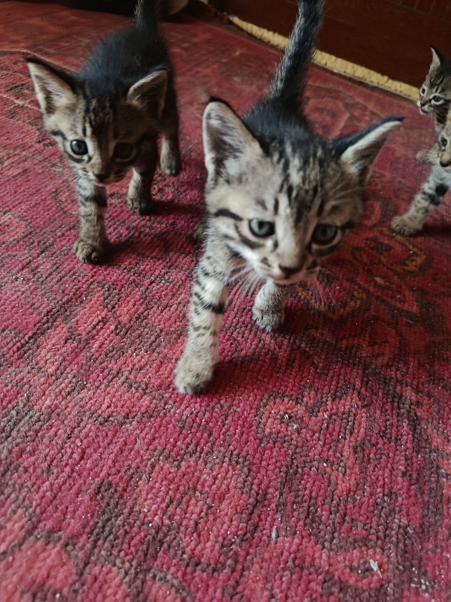 4 ta mushuk bolasi