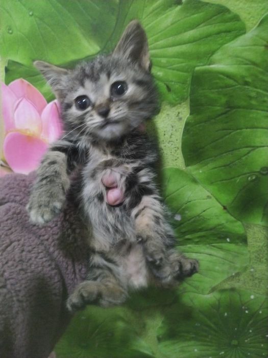 Продам шотландских котят.
